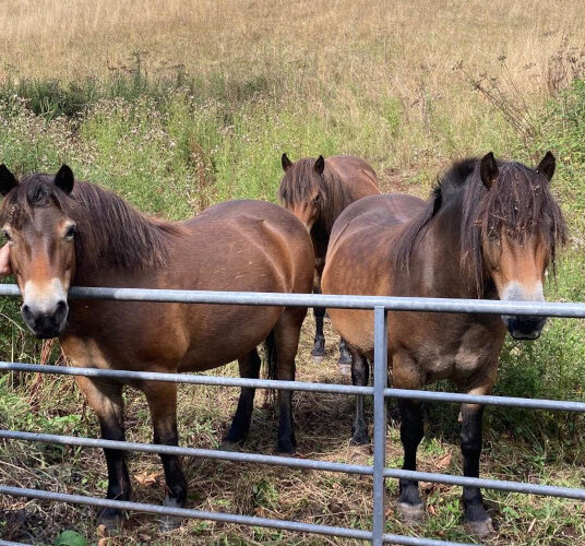 Exmoor ponies
