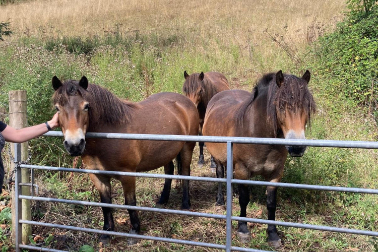 Exmoor ponies close up