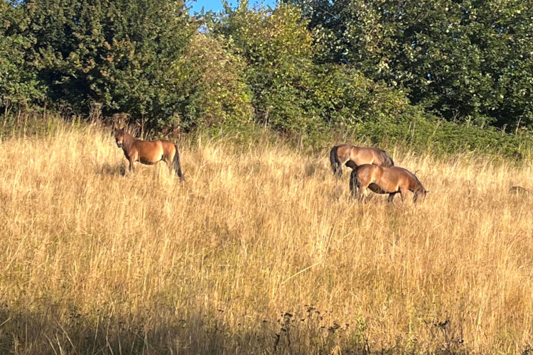 Exmoor ponies in the distance