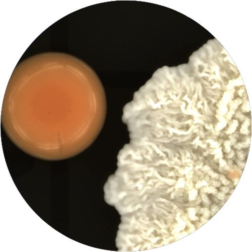 microbes sun