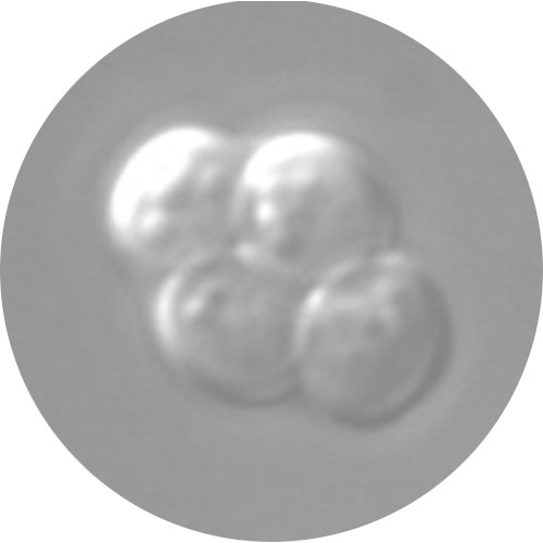Tetrad close-up
