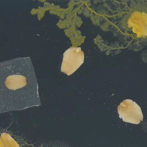 Slime molds and oats taken by ColonyCam VOGUE