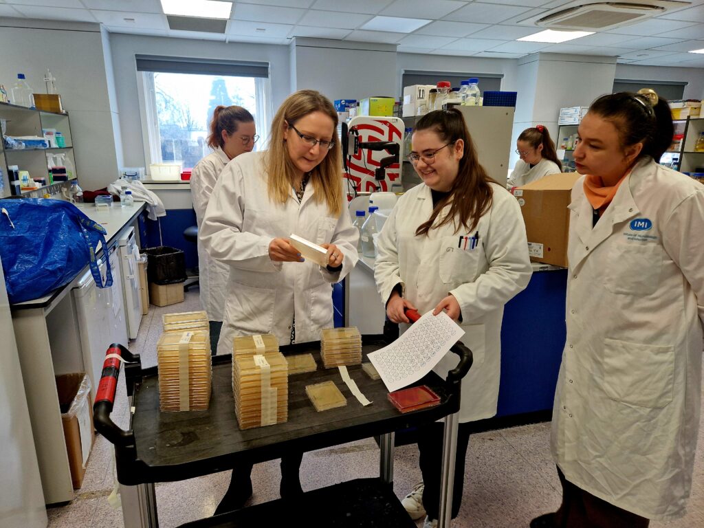 Scientists reading the results of the minimum inhibitory concentration assay, looking at agar plates to determine when growth was inhibited. The lab specifically look at efflux-mediated resistance.