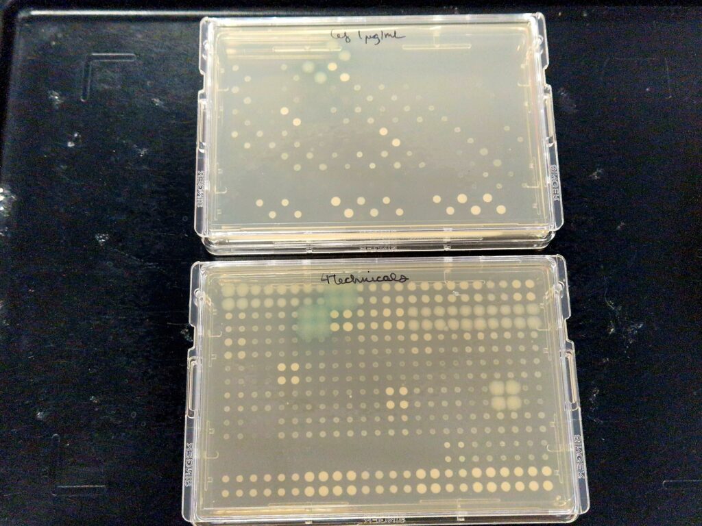 Two SBS plates showing the results of the minimum inhibitory concentration assay. You can see the presence/absence of bacterial spots, showing whether growth has been inhibited. The lab specifically look at efflux-mediated resistance.
