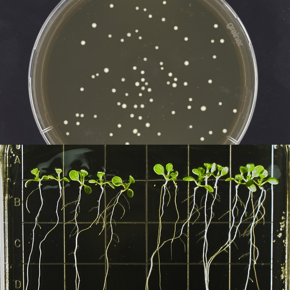 Demonstrating what yeast and Arabidopsis look like An image of Yeast colonies growing on agar in random positions across a petri dish. An image of Arabidopsis growing on a gridded gel tray.